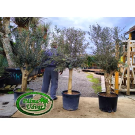Olajfa - Olea Europaea Intensivo