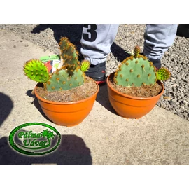Opuntia aciculata 20 cm Ø kaktusz