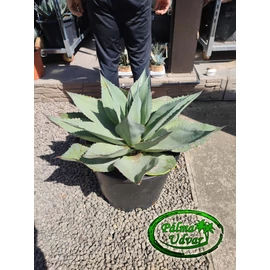 Agave Ovatifolia 70cm átmérő 