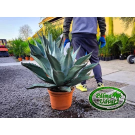 Agave ovatifolia x gentryi 'Jaws' 65cm Ø