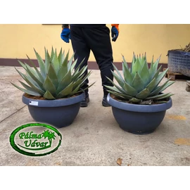 Agave Parryi Parryi 70cm  Ø 