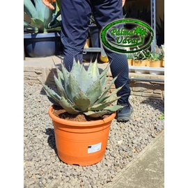 Agave Parryi var.Neomexina 45cm