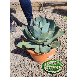 Agave Parryi var.Truncata 40cm