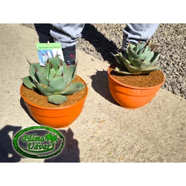 Agave parryi var. truncata 20cm  Ø 