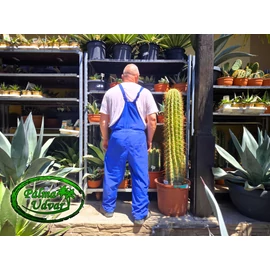 Trichocereus Pasacana kaktusz 130-140cm teljes magasság