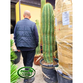 Trichocereus Pasacana kaktusz 190cm teljes magasság