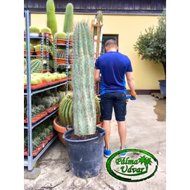 Trichocereus Pasacana kaktusz Óriás 170-180cm növény magasság