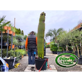 Trichocereus Pasacana kaktusz Óriás 190-200cm növény magasság