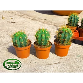 Trichocereus Pasacana kaktusz 20cm teljes magasság