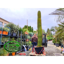 Trichocereus Pasacana kaktusz Óriás 290-300cm növény magasság