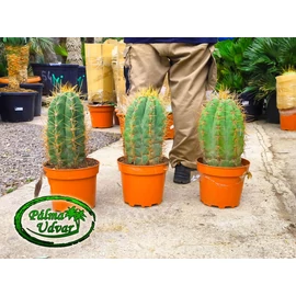 Trichocereus Pasacana kaktusz 50cm teljes magasság