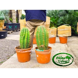 Trichocereus Pasacana kaktusz 60-70cm