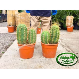 Trichocereus Pasacana kaktusz Dupla