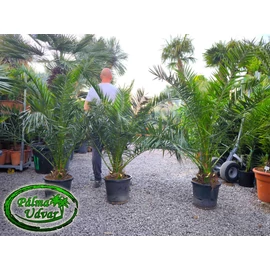 Phoenix Canariensis 150-170cm teljes magasság
