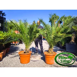 Phoenix Canariensis 10-20cm törzs