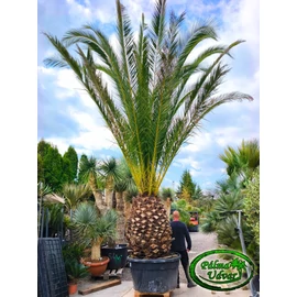Phoenix Canariensis 150cm törzs
