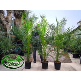 Phoenix Canariensis 160-200cm teljes magasság 