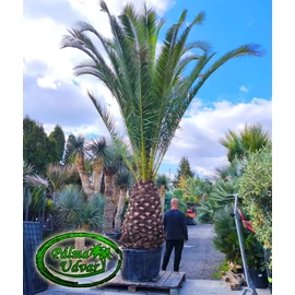 Phoenix Canariensis 160cm törzs