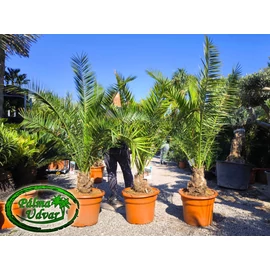 Phoenix Canariensis 20-25cm törzs