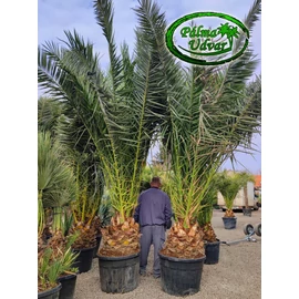 Phoenix Canariensis 50cm törzs