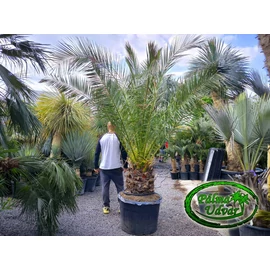 Phoenix Canariensis 40-50cm törzs