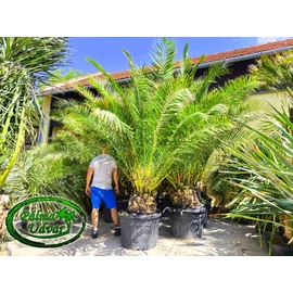 Phoenix Canariensis 40cm törzs