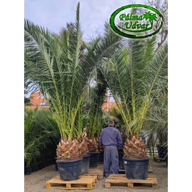 Phoenix Canariensis 50-60cm törzs