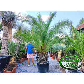 Phoenix Canariensis 50cm törzs