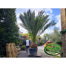 Phoenix Canariensis 60-70cm törzs