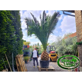 Phoenix Canariensis 70-80cm törzs EXTRA