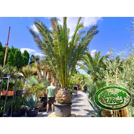 Phoenix Canariensis 90-100cm törzs
