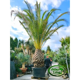 Phoenix Canariensis 160cm törzs var. 1