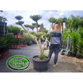 Olajfa - Olea Europaea Pom-Pom var. 8