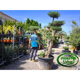 Olajfa - Olea Europaea Pom-Pom var. 9.