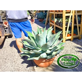 Agave Potatorum Extra