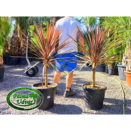 Cordyline Red Star 30L