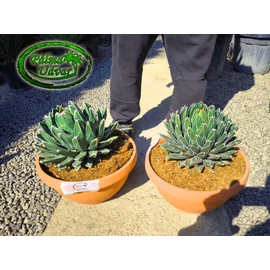Agave Victoria Reginae 30cm  Ø 