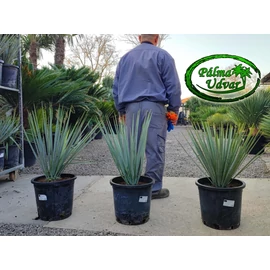 Yucca Rigida Kék Yucca 25L