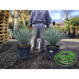 Yucca Rigida Kék Yucca  10-20cm