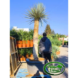 Yucca Rigida - Kék Yucca 180cm törzsmagasság