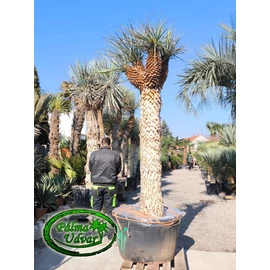 Yucca Rigida - Kék Yucca 220cm törzsmagasság 4 FEJ