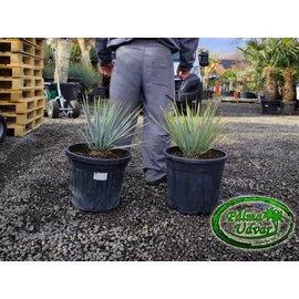 Yucca Rigida Kék Yucca 25L