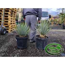 Yucca Rigida Kék Yucca  5-10cm