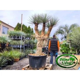 Yucca Rigida - Kék Yucca 5 FEJ