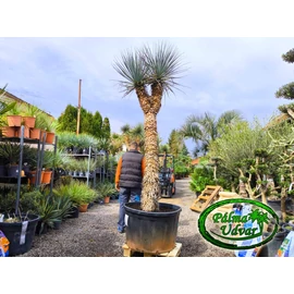 Yucca Rigida Dupla