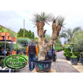 Yucca Rigida Kék Yucca MULTI