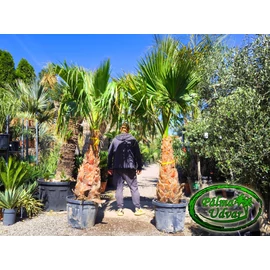 Washingtonia Robusta 100-110cm törzs