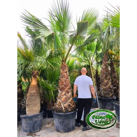 Washingtonia Robusta 140-150cm törzs