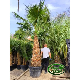 Washingtonia Robusta 170-180cm törzs