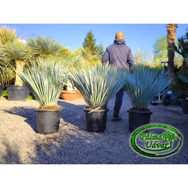 Yucca Rostrata 100-120cm teljes magasság